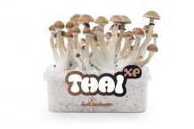 Thai - FreshMushrooms Paddo kweekset